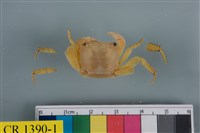 藏品(紅螯螳臂蟹)的圖片